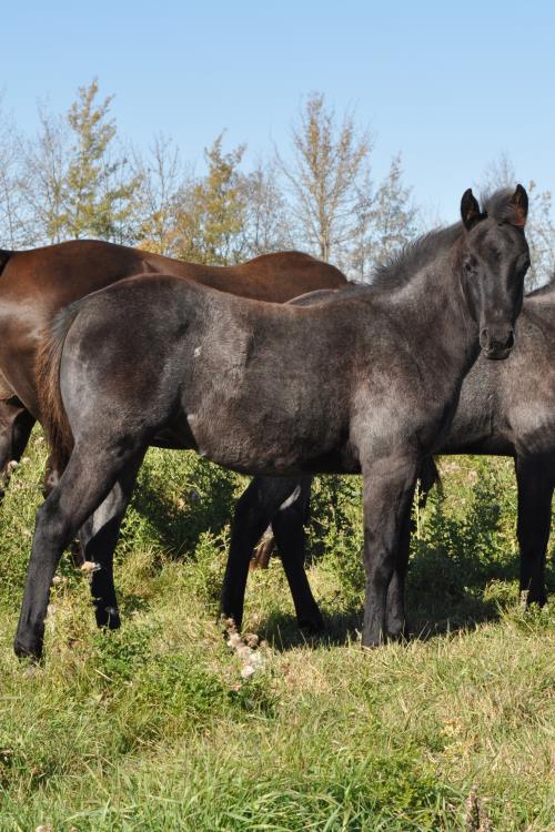 #05 Name Pending - 06 May 16, AQHA, Blue Roan, Filly (My Brand A Music) X (Miss Blue Laico)